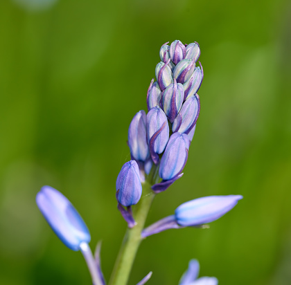 Beautiful muscari flowers, hyacinth family. Spring floral background with copy space