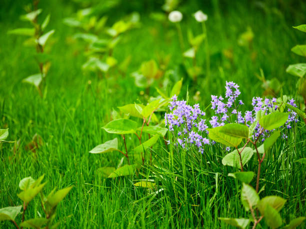 Bluebell - Scilla siberica, blue flowers in late spring
