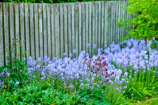 istock Bluebells in my garden 2071511304