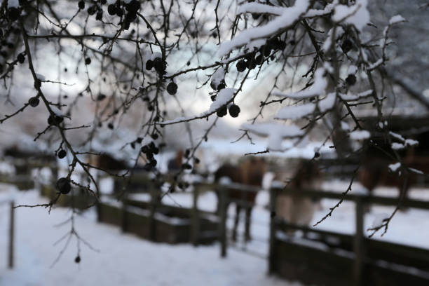 Christmas ornaments on the twig.