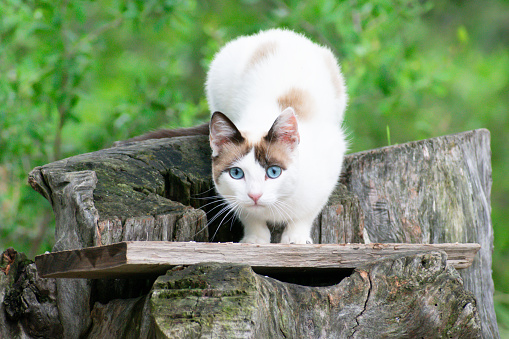 the graceful elegance of a beautiful white cat with celestial blue eyes.