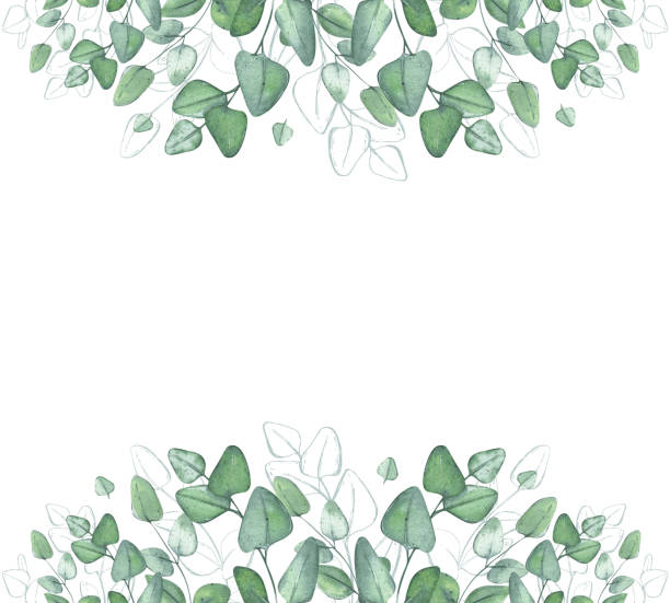 istock Eucalyptus. Branches of greenery. Botanical watercolor illustration. Elegant frame for the design of postcards, cards, textiles. Template for text 2071536265
