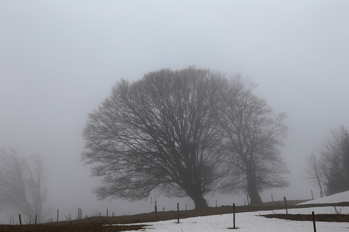A large oak in Devon UK in fog and cold temperature.