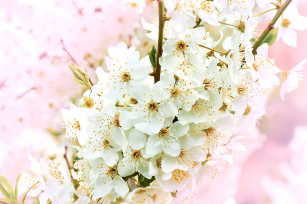 the seed-bearing part of a plant, consisting of reproductive organs stamens and carpels