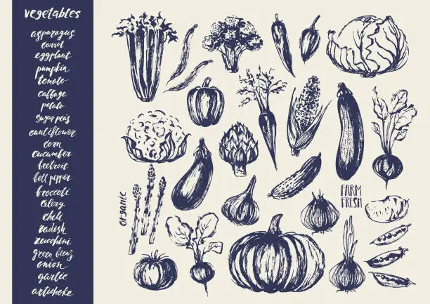 Vector illustration of Hand drawn ink vegetable sketches.