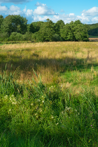 A landscape photo of natural wilderness in Denmark