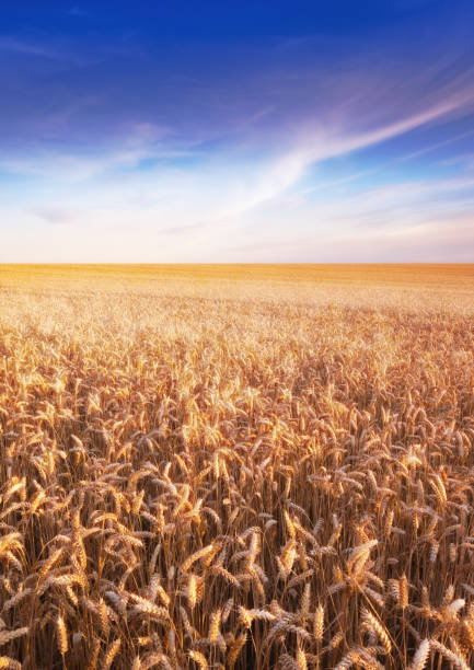 istock Famland - harvest and sunset 2071555437
