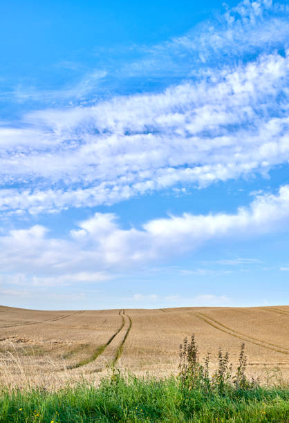 A field of crops. Sky. Outdoor. Clouds. Field