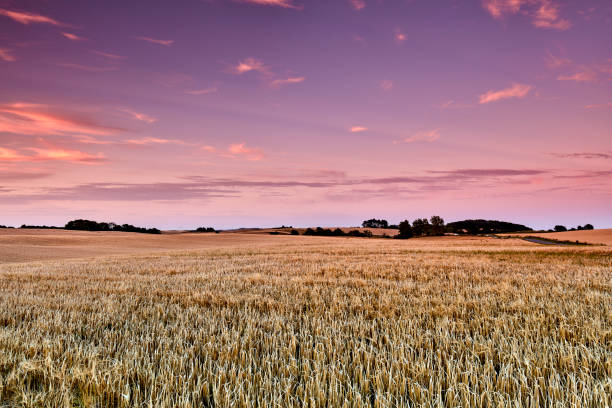 A photo of a vibrant country field in harvest