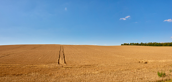 A photo of a vibrant country field in harvest