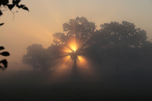 Sunrise in autumn with fog in Appen, Germany
