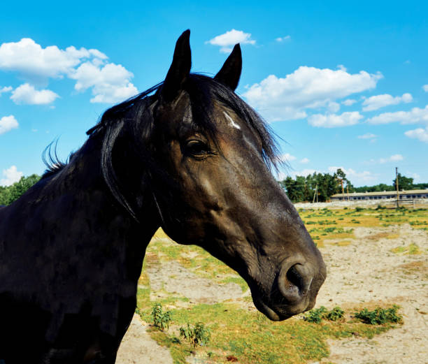 黒褐色の馬の頭と村の家畜農場 - veterinary medicine flash ストックフォトと画像