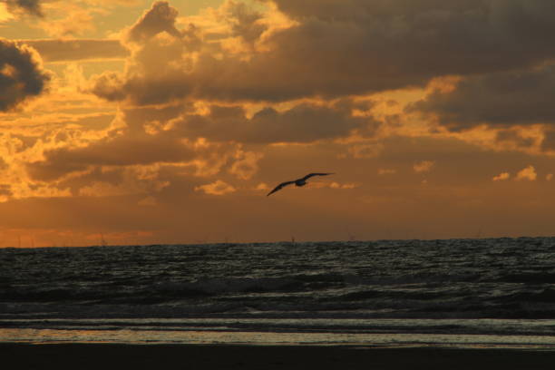 Flying seagull with dramatic sky at sunset.