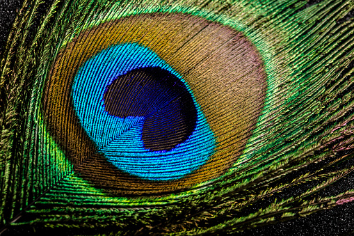 Feather. Peacock feather closeup. Peafowl feather.