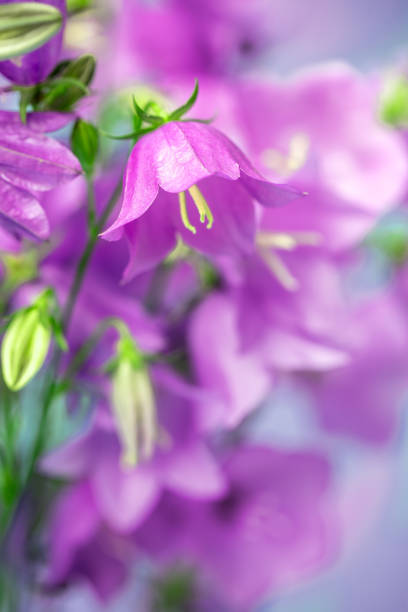 A DSLR photo of beautiful Bluebell flowers (Campanula). Shallow depth of field.