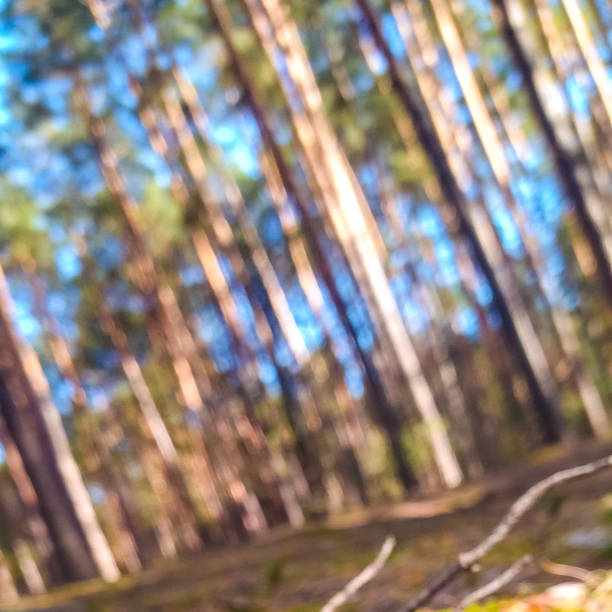 Defocused natural green spring trees background with sun beams. High quality photo