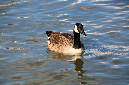 A view of a Canada Goose at Martin Mere Nature Reserve