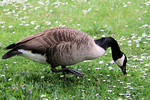 Canada geese grazing under a shade tree.