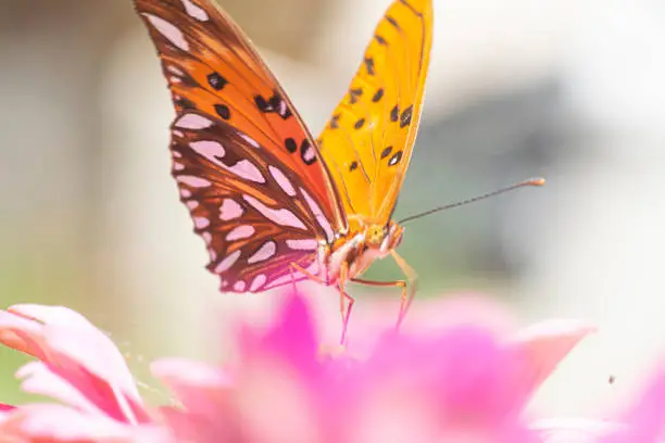 Gulf fritillary butterfly sucking nectaron a purple zinniaflower