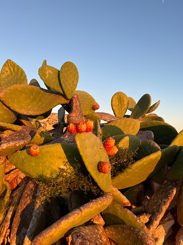 Prickly pear cactus (Opuntia ficus) with fruits at Malta grow up everywhere on this tiny island
