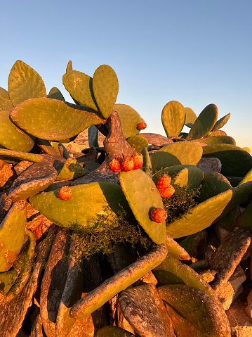 Prickly pear cactus (Opuntia ficus) with fruits at Malta grow up everywhere on this tiny island