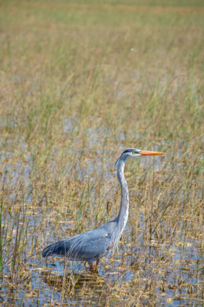 istock Beautiful specimen of a Great Blue Heron 2071647431