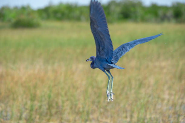in a wetland in Florida, United States