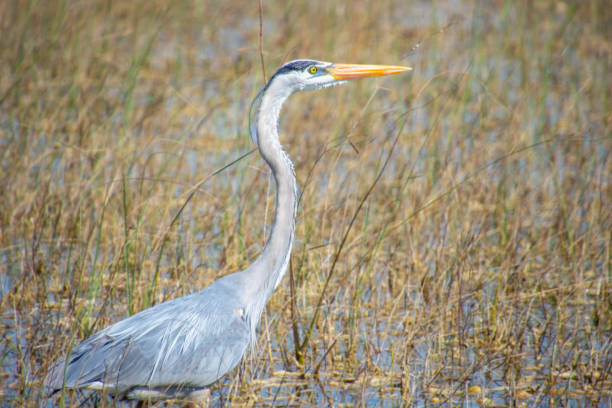 istock Beautiful specimen of a Great Blue Heron 2071647944