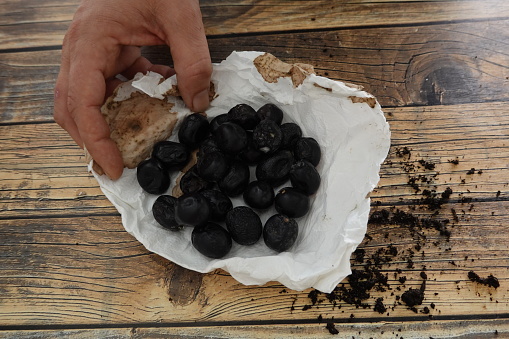 man with black olives to obtain olive tree seeds