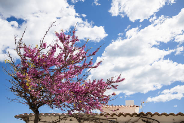 Captivating vibrant flora and vegetation embellish a stone wall against a backdrop of verdant tranquility close to Antalya, Turkey. A vivid tapestry of nature's vitality evokes serenity and admiration in all who observe it.