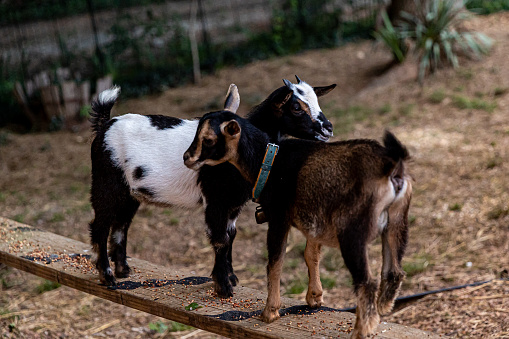 Two Nigerian Dwarf Goats having a sweet moment on our small Tennessee backyard farm