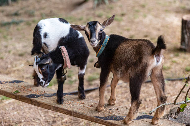 istock Two playing Nigerian Dwarf Goats on backyard Tennessee Farm 2071701092