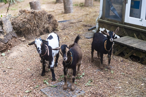 Three young Nigerian Dwarf Goats pose for a photo on Tennessee backyard farm.