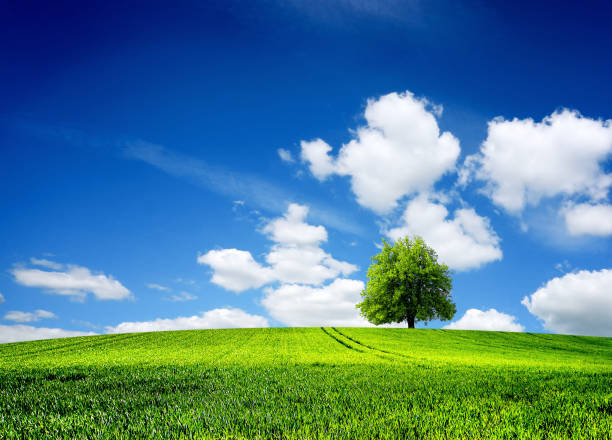 istock Field of grass spring landscape 2071701105