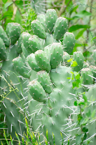 Living in areas of extreme heat, cacti undergo gas exchange at night through Crassulacean acid metabolism, consuming carbon dioxide, unlike other plants which primarily consume it during the day.