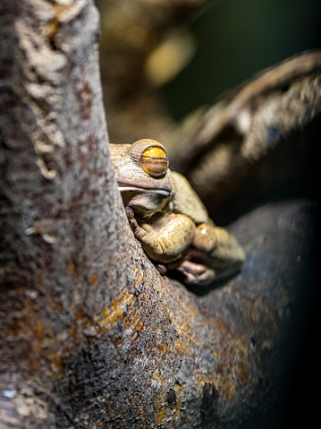 In the tranquil embrace of its rainforest habitat, a brown camouflaged white lipped tree frog peacefully dozes on a branch, its eyes closed, epitomizing the balance of nature in a tropical wilderness.