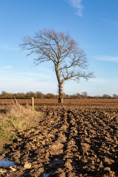 istock A bare tree in a plowed field on a sunny late winter's day 2071718664