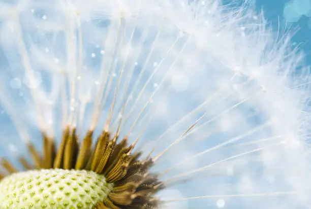 A closeup of a dandelion plant with fluffy seeds floating in the wind, set against a clear blue sky backdrop