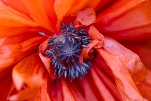 A macro photography shot of an orange flower with magenta petals and an electric blue center, attracting pollinators. It is an annual flowering plant