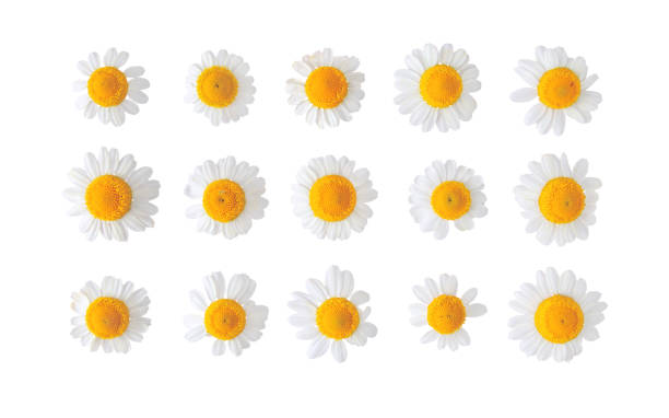 istock Chamomile flowers set isolated on white 2071749058
