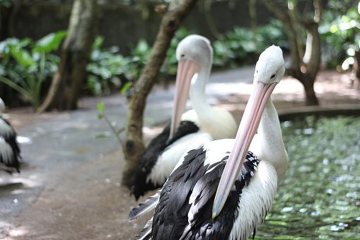 The pelican is a large water bird with a long beak and a large throat pouch that is used to catch prey in the pelecanidae family, scientific name Pelecanus.