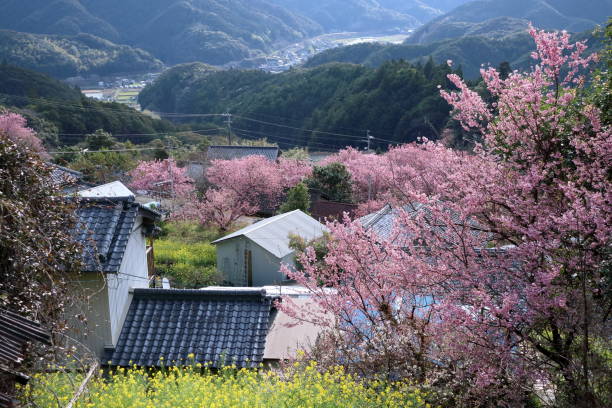 istock Sodayama area,Colorful Yukiwari cherry blossoms and rape blossoms (Susaki City, Kochi Prefecture) 2071771609