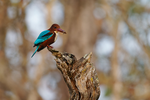 White-throated or White-breasted Kingfisher, Halcyon smyrnensis on the branch, tree kingfisher distributed in Asia from Turkey east through the Indian subcontinent, small crab in its beak.