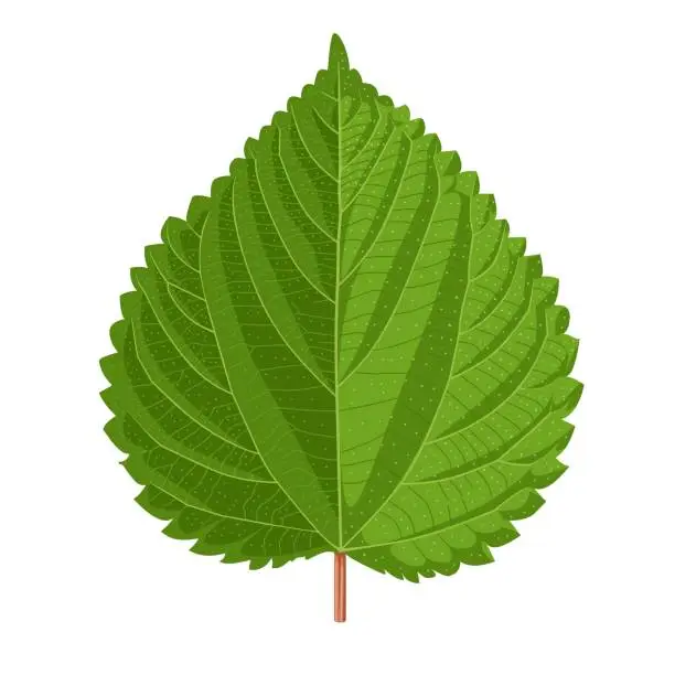 Vector illustration of Nettle leaf