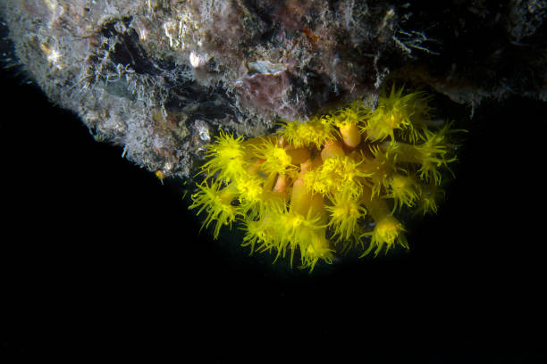 Orange Cup Coral (Tubastraea coccinea) in Florida, USA