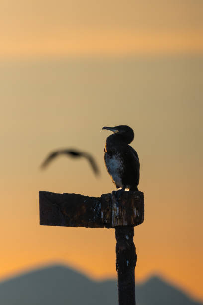 A cormorant in golden sunset with seagul and mountains behind it, golden hour portrait orientation, high detail