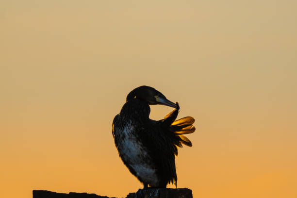 A backlit cormorant cleaning its feathers in the sunset, sitting on a pole in the ocean, high detail