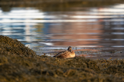 A female mallard resting in the sun on seaweed near the ocean, looking towards the camera