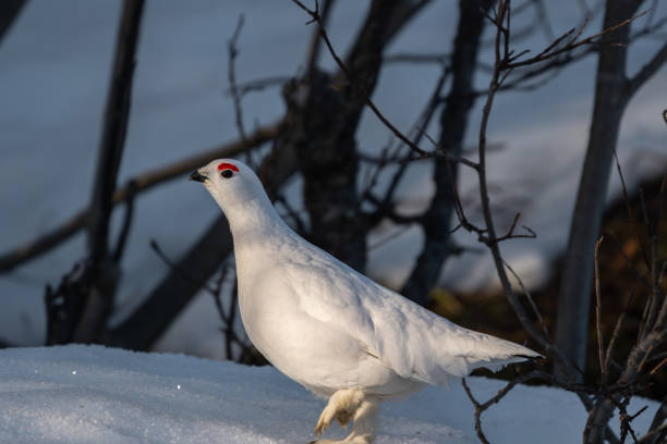 istock A Willow Ptarmigan walking in the forest, during winter 2071799039
