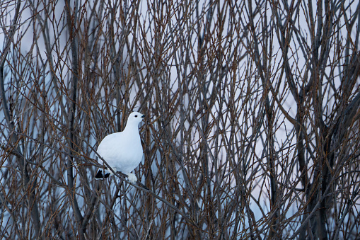 A Willow Ptarmigan sitting in a tree during winter in Norway